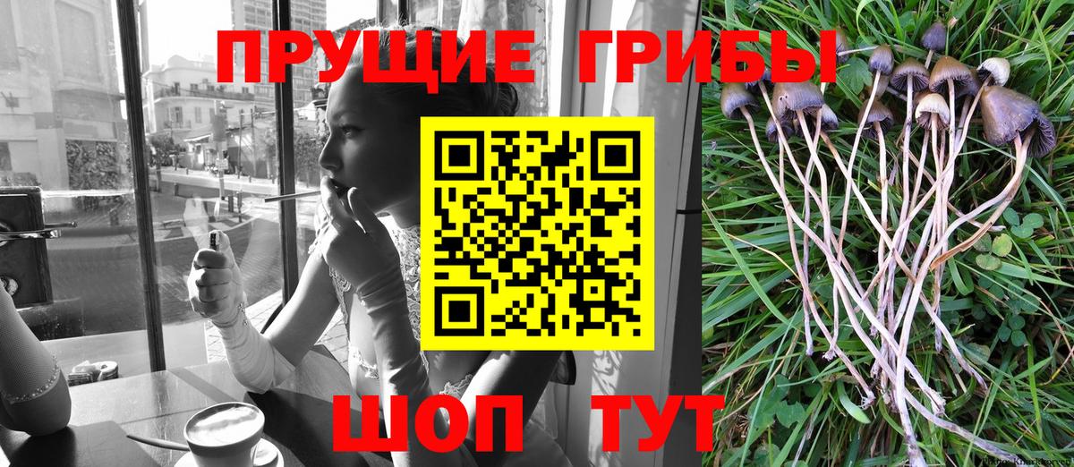 где можно купить наркотик  Псилоцибиновые грибы мицелий  Югорск  Вход с VPN  Галлюциногенные грибы Cubensis 